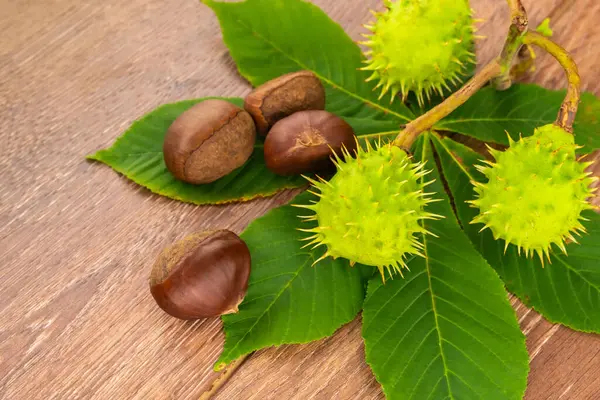 Flora Hintergrund Sortierte Kastanien Ungeschält Grün Und Stachelig Und Geschält — Stockfoto