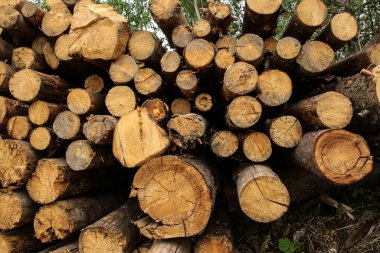 Tahta kütük desenleri, arka plan testereli ağaç gövdeleri koyu kahverengi yakın çekim