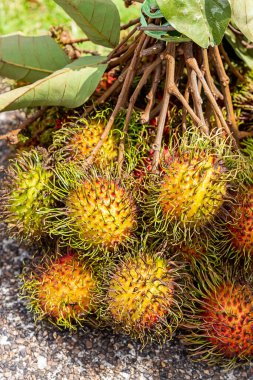 Rambutan şubesi Tayland ve Vietnam 'da tropik meyve hasadı dağıtımı