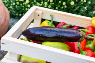 Bütün sebze patlıcan seti kırmızı biberin yanındaki tahta kutunun içinde.