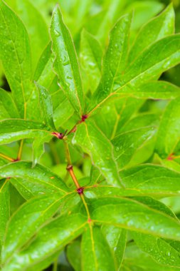 Parlak yeşil uzun yapraklar, dikey arka plan, güneşli arka planda bahar bitkisi.