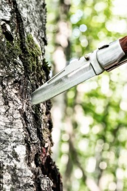 Bir ağaç gövdesine saplanmış geniş bir bıçakla güneşli bir günde ormanın bulanık bir arka planında