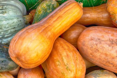 Çeşitli kabaklar turuncu yeşil uzun ve yuvarlak sebze arkaplan