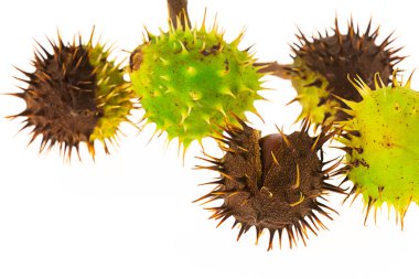 Çeşit çeşit kestane yeşili, dikenli taze ve eskimiş olanlar beyaz arka planda yatıyor.