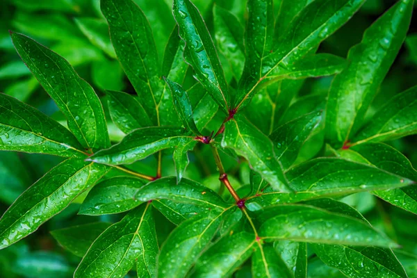 Cespuglio Verde Lungo Foglia Modello Flora Sfondo Fresco Naturale Disegno — Foto Stock