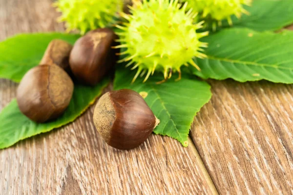 Sortierte Ganze Kastanien Einteilig Mit Dornen Und Braunem Kern Liegt — Stockfoto