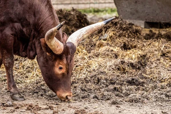 Grande Vaca Marrom Com Grandes Chifres Watussi Criados África Caminha — Fotografia de Stock