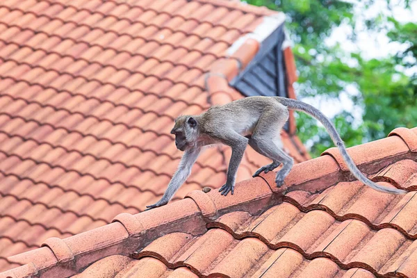 アジアの熱帯動物である赤い屋根の上を若い尾の猿が走り — ストック写真