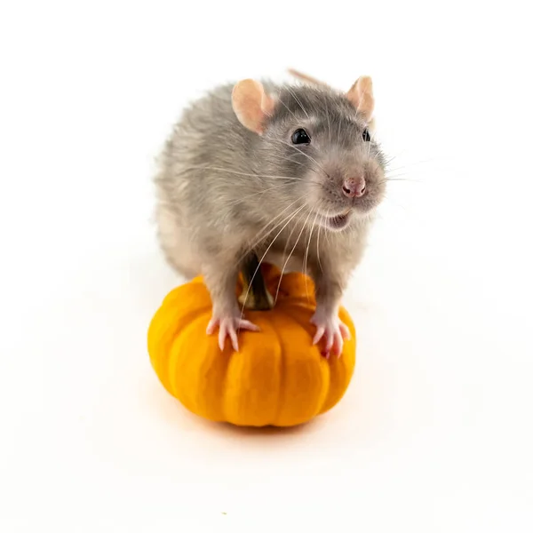 Rat Stands Pumpkin Orange Mini Halloween Design Isolated White Background — Stock Photo, Image