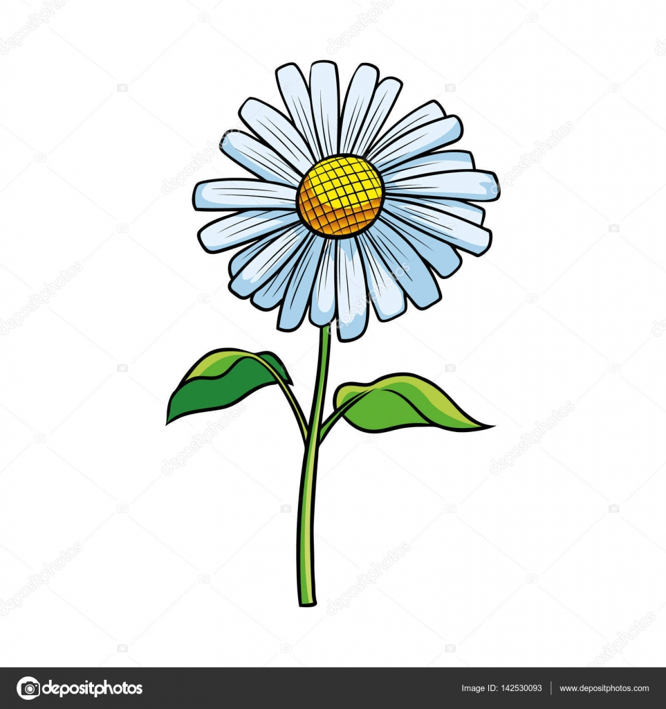 Illustrazione Della Margherita Disegno Disegno Dell