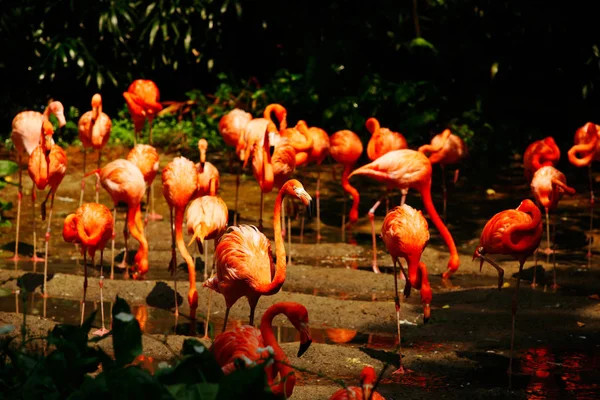 Große Gruppe rosafarbener Flamengos trinkt Wasser. — Stockfoto