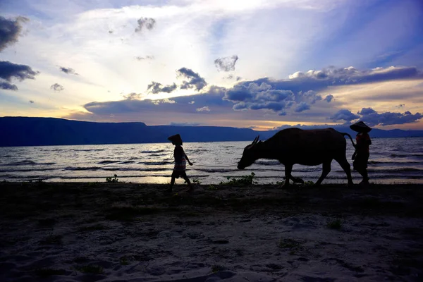 Silueta de dos niños y una vaca caminando en una playa al atardecer en Indonesia . — Foto de Stock