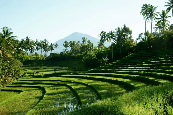 Paesaggio delle risaie verdi a Bali, Indonesia . — Foto Stock