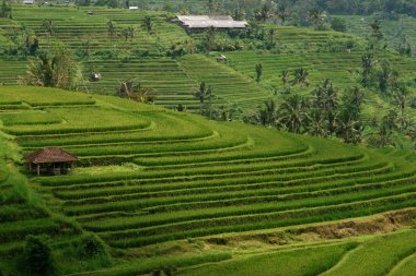 Yeşil pirinç alan hill küçük kahverengi sayfiye Bali ile.