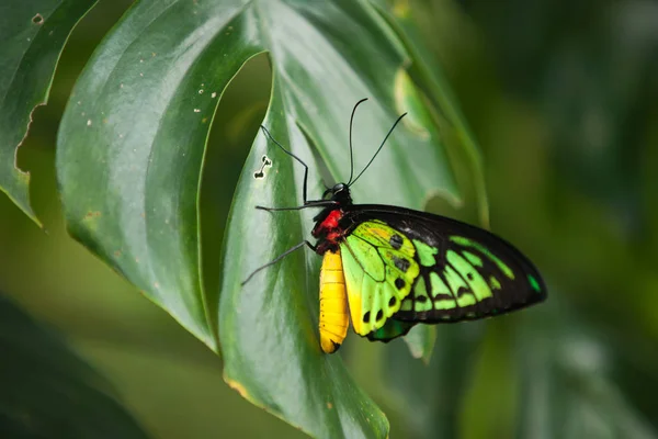 Colorida mariposa roja amarilla y verde sentada sobre una hoja verde . — Foto de Stock