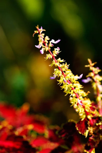 Little purple flowers and green leaves.