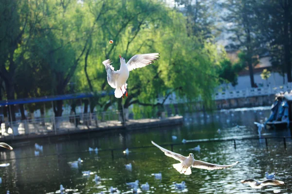 Pájaro blanco atrapa comida con su pico mientras vuela en el aire . — Foto de Stock