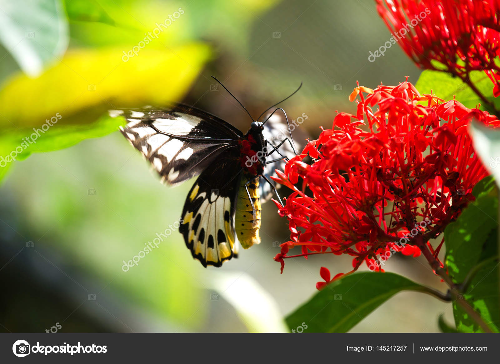 Primer plano de una mariposa negra y roja sentada sobre una flor roja  comiendo su néctar . — Foto de stock #145217257 © Todikromo, image size:1600x1167