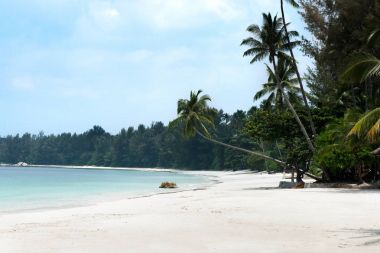 Uzanan tropikal beyaz kum plaj ve palmiye ağaçları.