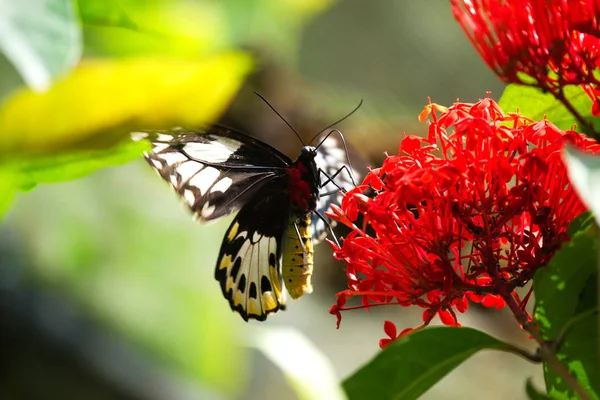 Primer plano de una mariposa negra y roja sentada sobre una flor roja comiendo su néctar . — Foto de Stock