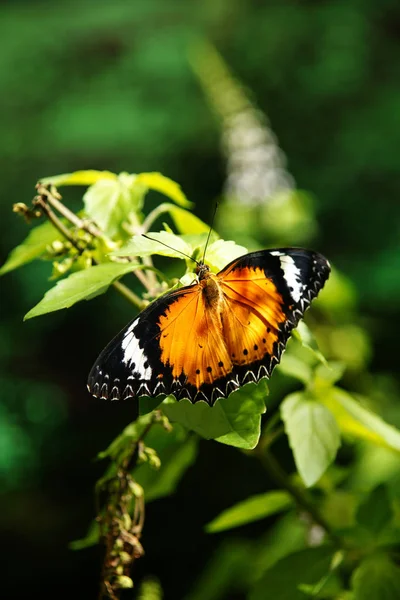 Mariposa de color naranja amarillo descansando sobre una hoja verde secando sus alas al sol . — Foto de Stock