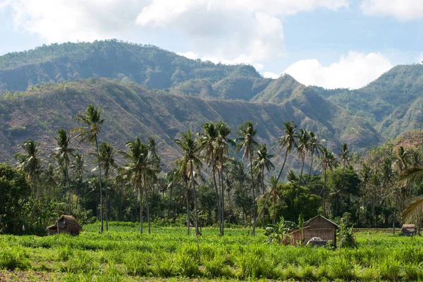 Diverse palme in fila che crescono su un campo verde a mezzogiorno di fronte alle montagne . — Foto Stock