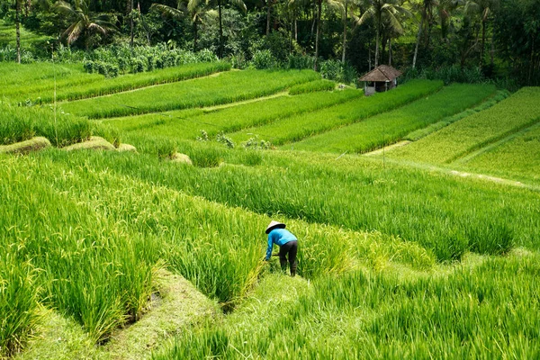 Asiatico donna indossare cappello working con suo hands a un verde rice campo . — Foto Stock