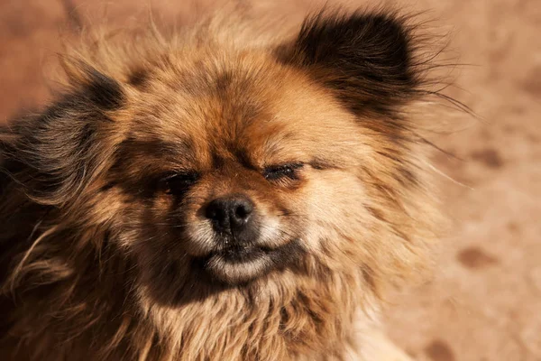 Head of a messy hairy little dog with closed teared eyes and black nose.