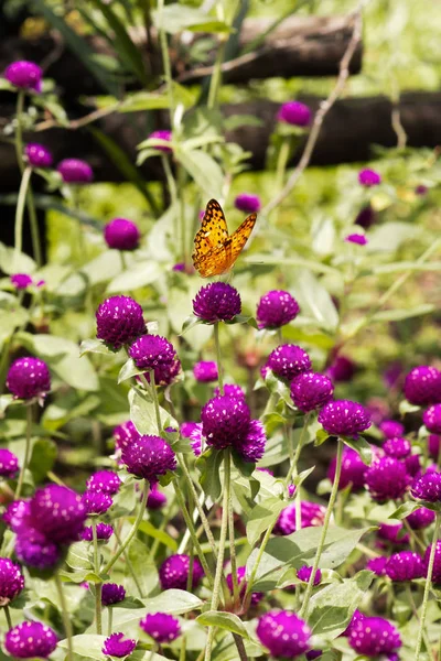 Mariposa negra y amarilla sentada sobre una flor púrpura . — Foto de Stock