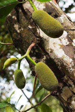 Doğa bir ağaçta asılı üç yeşil nefesi.