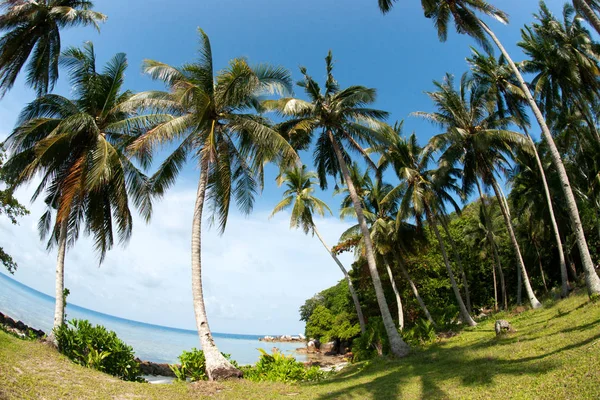 Grands palmiers poussant sur l'herbe à côté de la côte océanique le matin avec un ciel bleu clair . — Photo