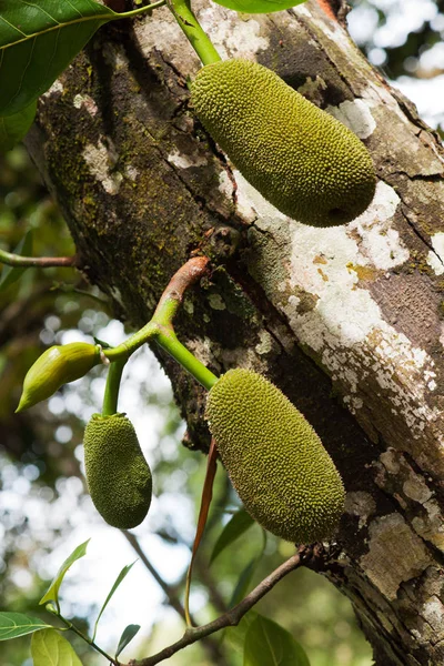 Doğa bir ağaçta asılı üç yeşil nefesi.
