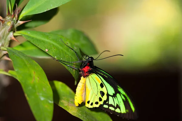 Colorida mariposa roja amarilla y verde sentada sobre una hoja verde . — Foto de Stock