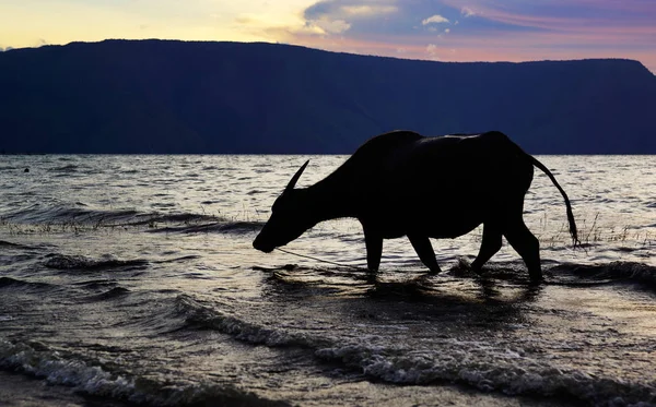 Vaca buey silueta caminando en la playa de la orilla del mar lavando sus pies con agua del océano . — Foto de Stock