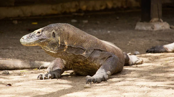 One komodo dragon sitting still looking sideways at komodo national park — Stock Photo, Image