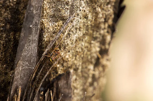 Оранжевый черный желтый пчела лазает по коричневому стволу дерева . — стоковое фото