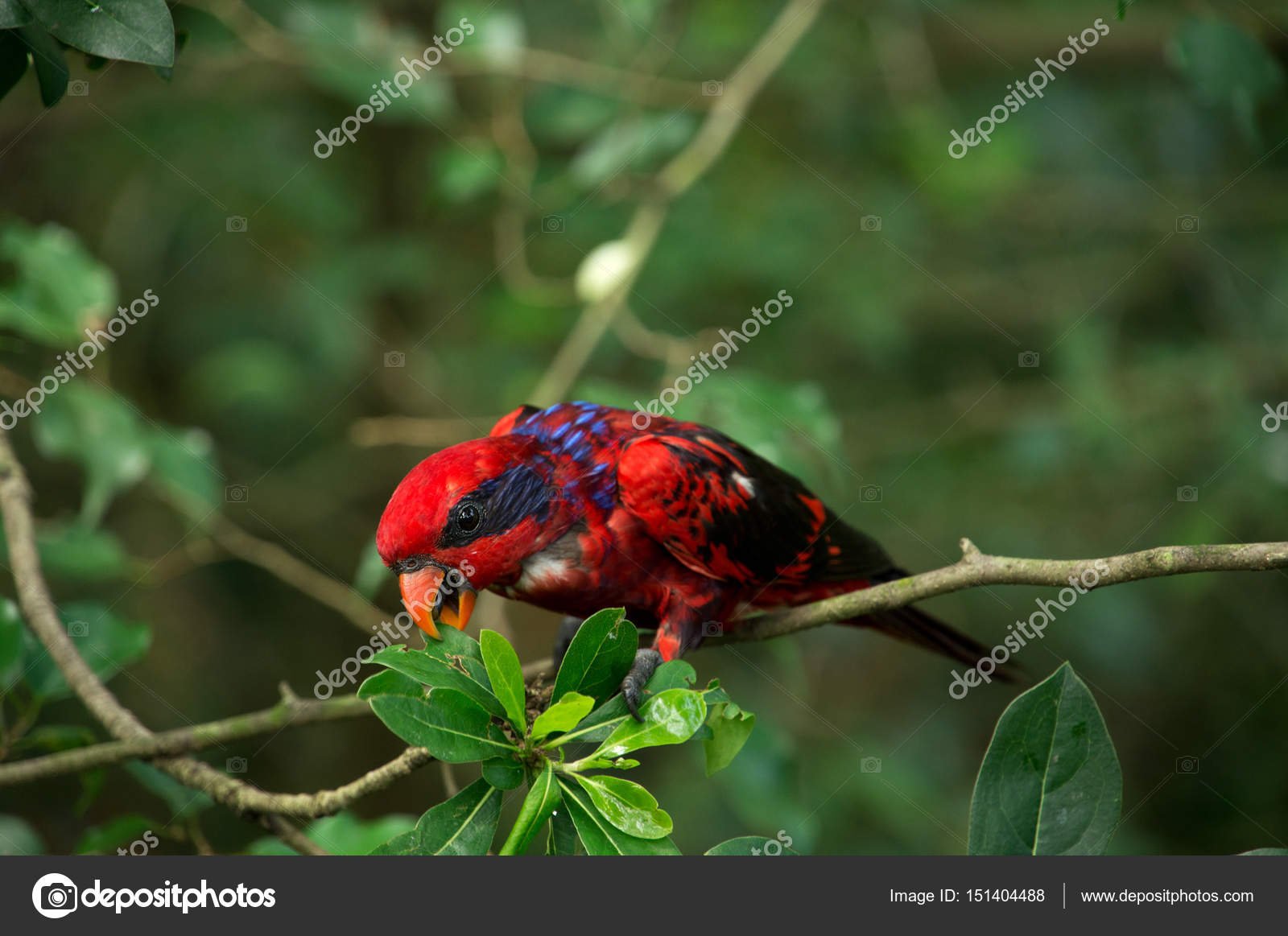 Oiseau à Plumes Rouge Noir Et Bleu Avec Une Bande Noire Sur