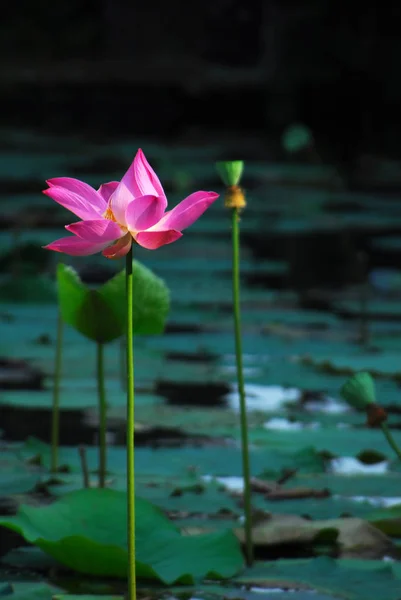 Floare inalta de crin roz cu frunze deschise in iaz . — Fotografie, imagine de stoc