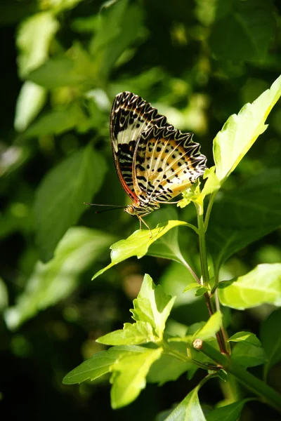 Naranja blanco negro colorido mariposa descansando sobre hojas verdes . — Foto de Stock