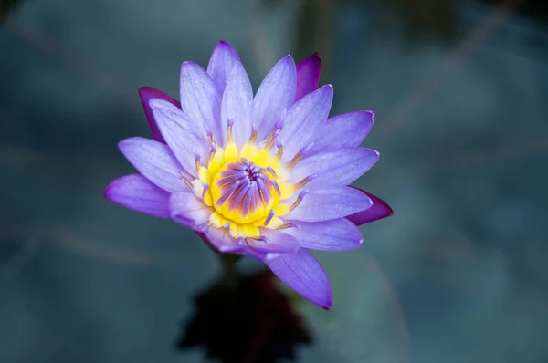 開くと紫の黄色いユリの花葉の池. — ストック写真