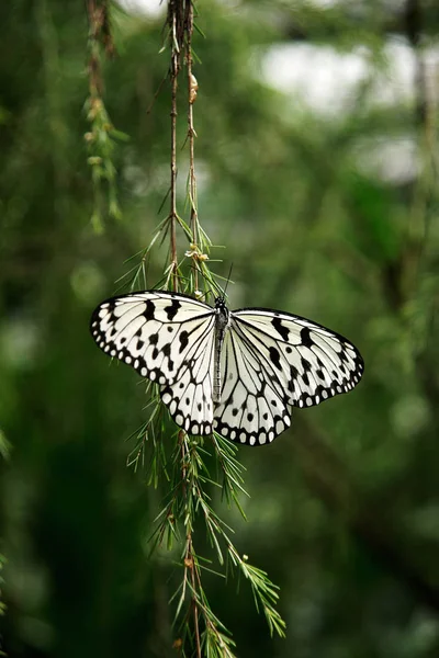 Negro mariposa de color blanco sentado en la rama verde extendiendo las alas . — Foto de Stock