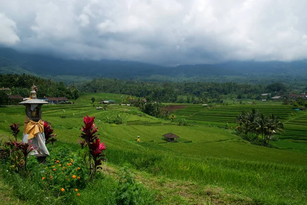 Jatileuwih verde terrazzato risaie vista panoramica a Bali . — Foto Stock