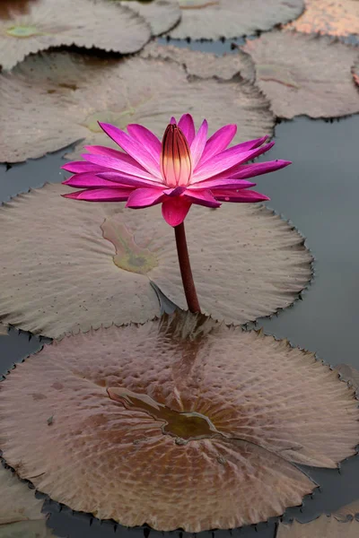 Lotosový květ s fialovým růžové žluté barevné listy kvetoucí v rybníku. — Stock fotografie