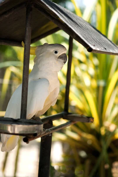 Λευκό είδος ψιττακού πουλί κάθεται σε αποχρώσεις από κάτω και προστατευμένη από μια στέγη. — Φωτογραφία Αρχείου