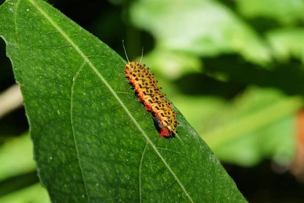 Red brown colored caterpillar crawling with a lot of legs on top of green leaf.