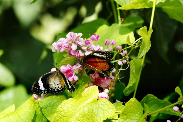 Primer plano de dos mariposas, una naranja negra y otra amarilla blanca, ambas sentadas sobre una flor rosa comiendo néctar. . — Foto de Stock