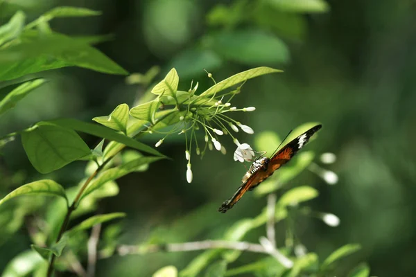 Primer plano de una mariposa marrón anaranjada negra sentada boca abajo sobre una pequeña flor blanca comiendo su néctar . — Foto de Stock