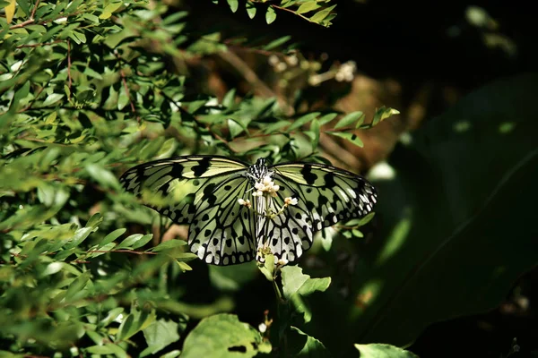 Vista frontal de cerca de la mariposa de color blanco negro sentado en una pequeña flor blanca comiendo su néctar . — Foto de Stock