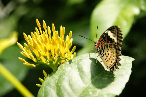 Vista posterior de la mariposa de color naranja amarillo con sus alas hacia arriba sentado en la hoja verde frente a la flor amarilla . — Foto de Stock