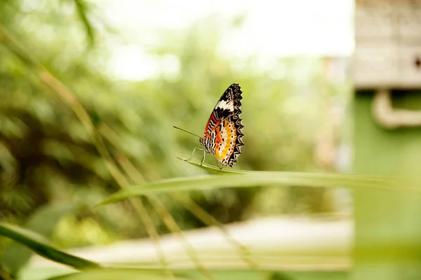 Vista lateral de la mariposa de color naranja amarillo sentado en hoja verde en el jardín con sus alas en alto hacia el cielo . — Foto de Stock